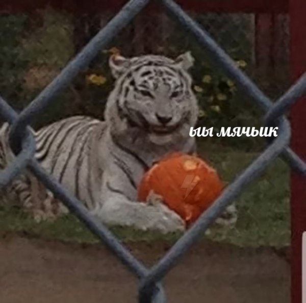 Так себе картинки