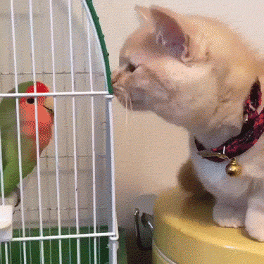 Не суй свой нос