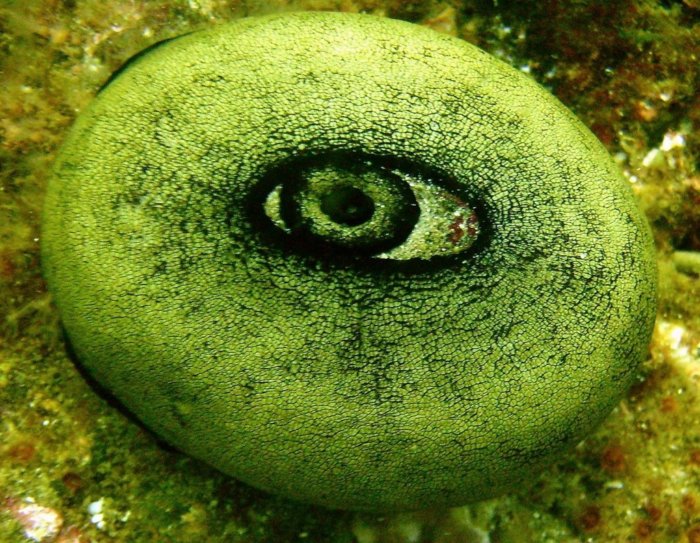 Моллюск, в жилах которого течёт лекарство от рака. 1 литр его крови стоит 100 тысяч долларов!