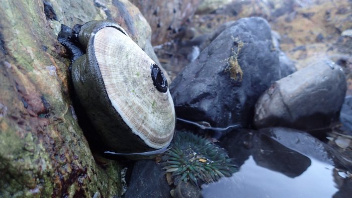 Моллюск, в жилах которого течёт лекарство от рака. 1 литр его крови стоит 100 тысяч долларов!