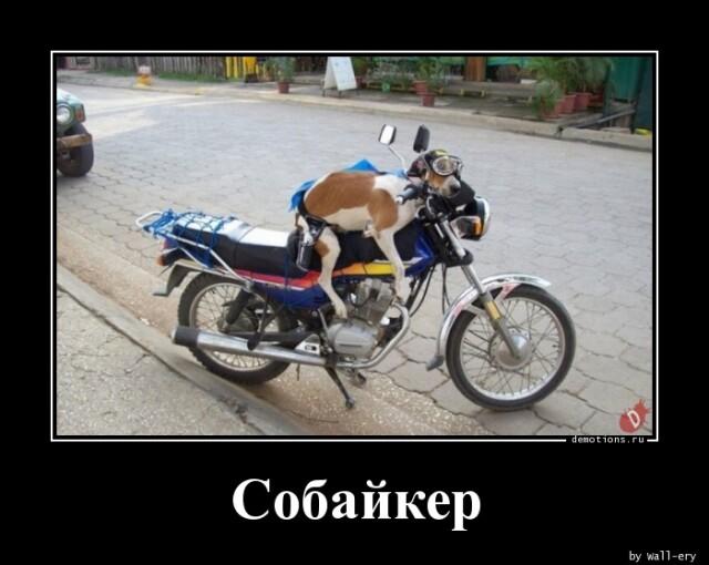 Демотиваторы №3004 (17 фото)