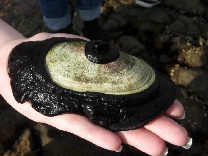 Моллюск, в жилах которого течёт лекарство от рака. 1 литр его крови стоит 100 тысяч долларов!